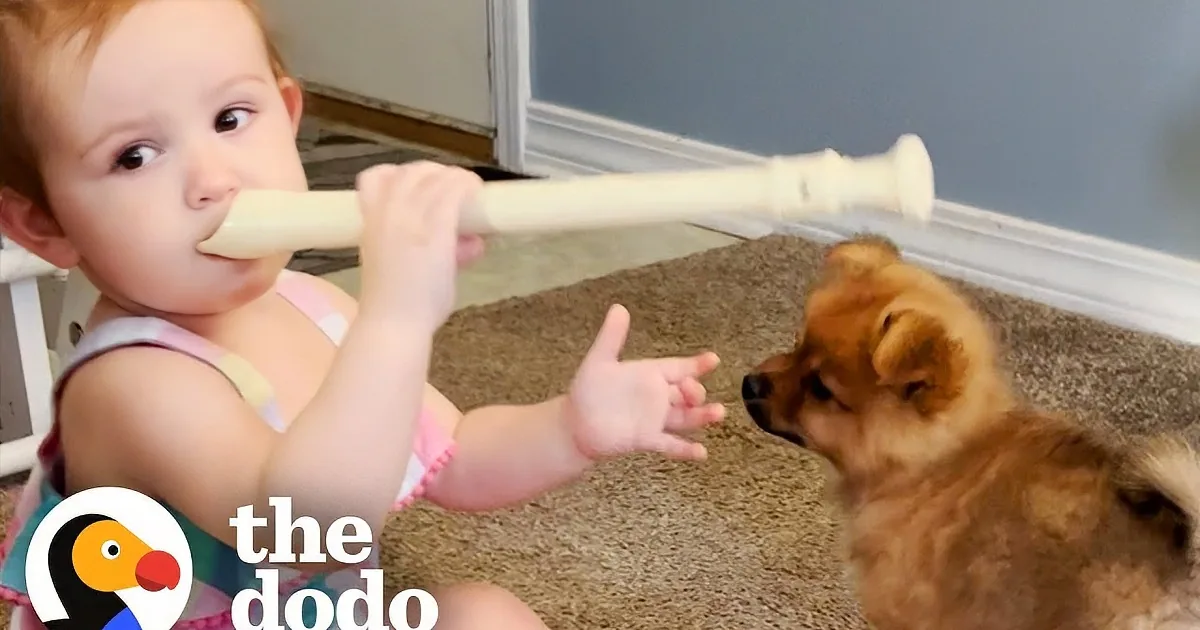 A baby in a colorful dress holds a white object, gesturing towards a small brown dog on a carpeted floor.