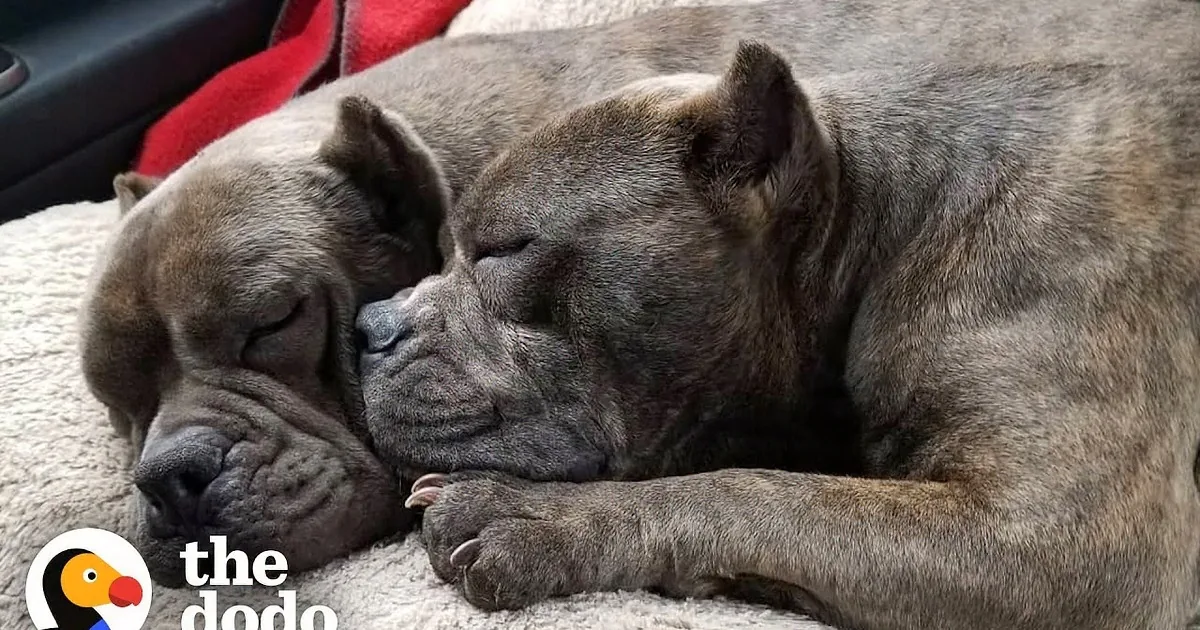 Bonded Pitties Who Refused to Be Separated Travel Across the World to Meet Their Dad