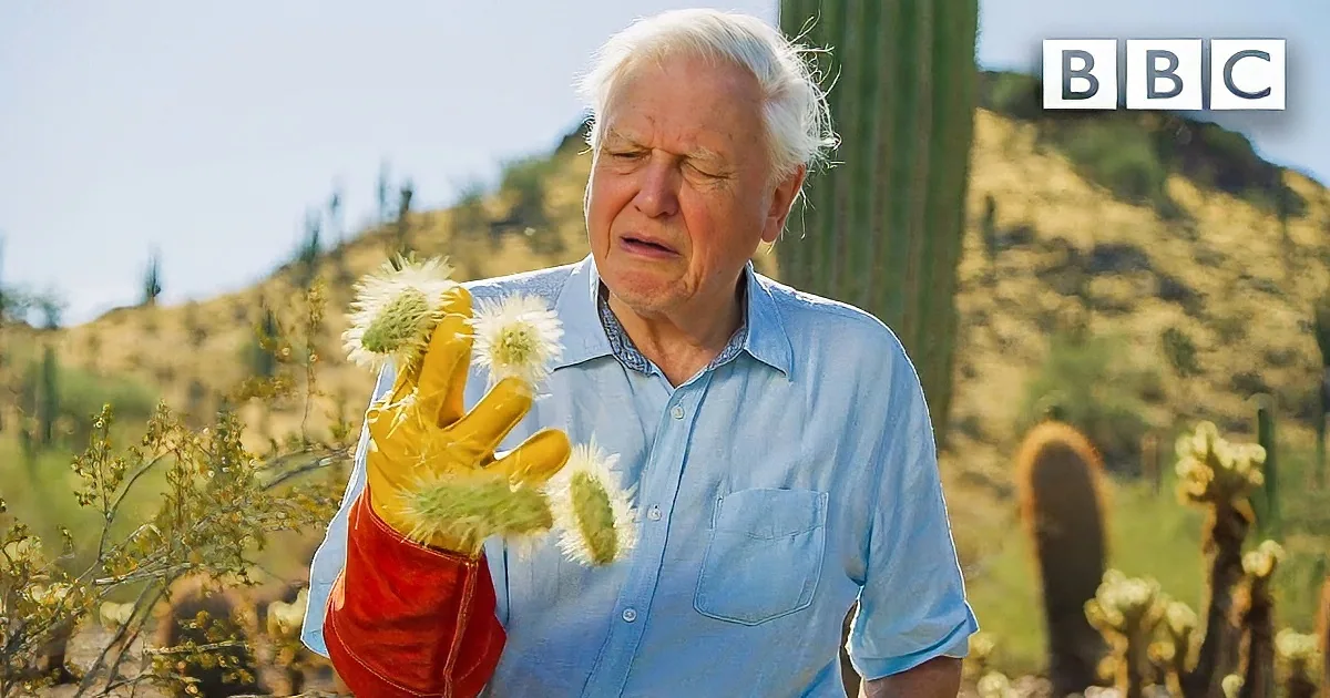 An older man in a blue shirt examines a cactus in a desert setting with cacti and hills in the background.
