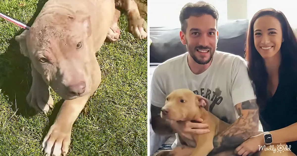 A pit bull with a shaved head and a happy couple holding a puppy, both smiling.