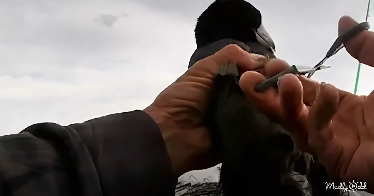 Man Gently Rescues Bird Tangled in Old Fishing Line
