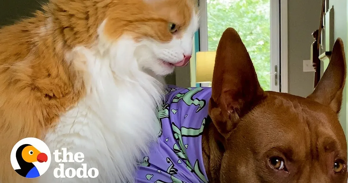 Playful Pittie Living With Kitty Siblings Thinks He Is a Cat