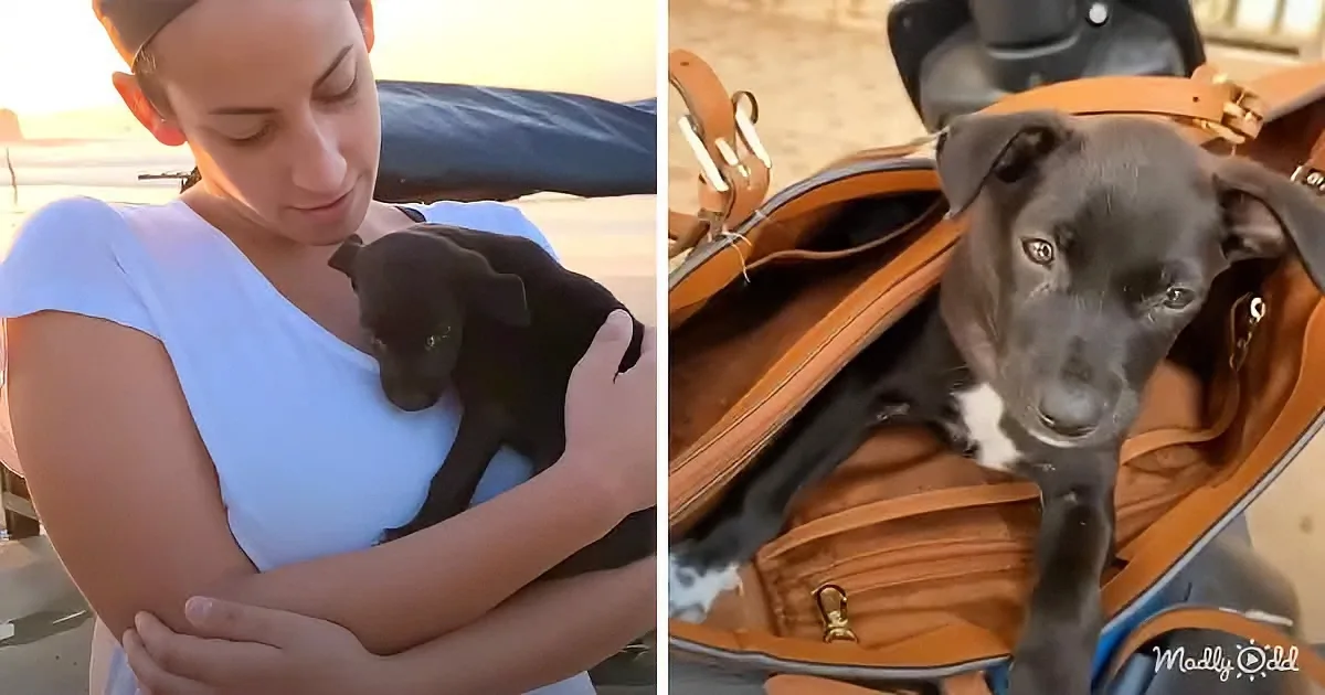 Female Traveler Finds 6-Week-Old Puppy That Curls up in Her Purse