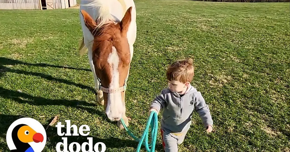 A young child walks a white and brown horse on a green grassy field, with a barn and forest in the background.