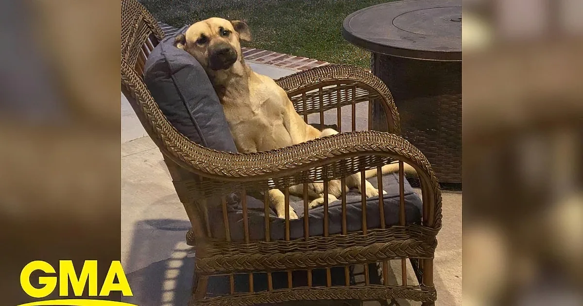 Woman Finds an Utterly Lovable Dog Sitting on Her Patio Chair