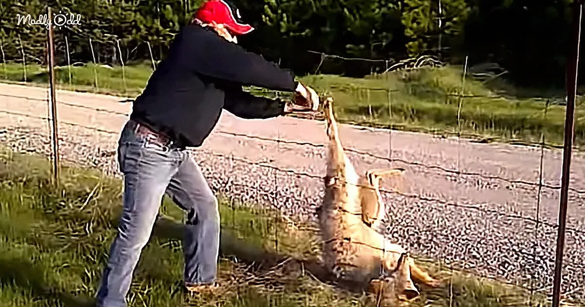 A person in a red cap and black jacket is interacting with a large, wrapped object near a fence in a grassy area.
