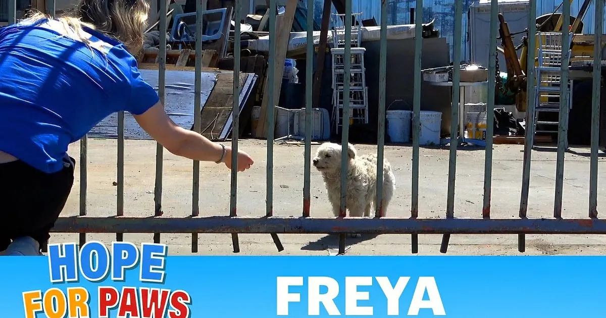 Rescuers Rush to Save Abandoned Dog at a Busy Road
