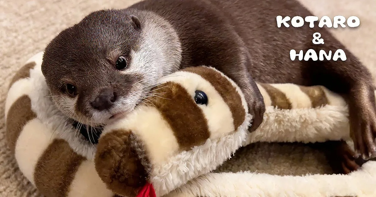 A playful otter cuddles with a stuffed panda toy on a carpeted surface.