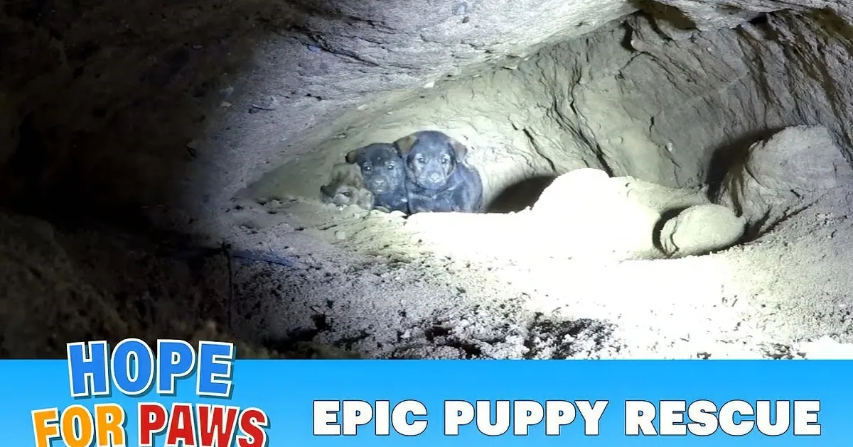 Rescuer Saves Scared Puppies by Crawling 18 Feet Into the Earth