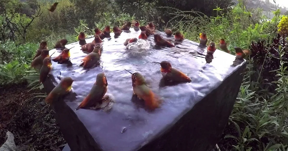 A group of hummingbirds is gathered around a water feature, some splashing and others perched.