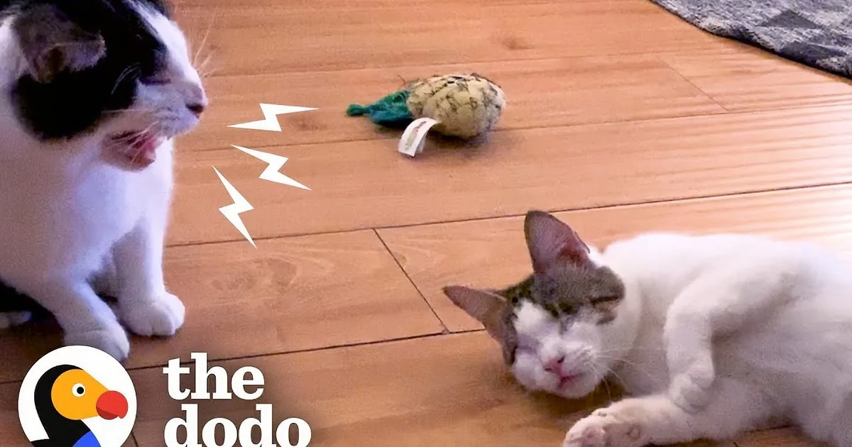 Blind Kitty Didn't Get Along With Sibling Finally Bonds Together