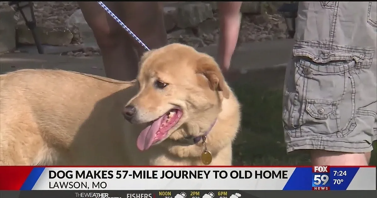 Feeling Nostalgic, This Dog Walked 57 Miles to Her Old House
