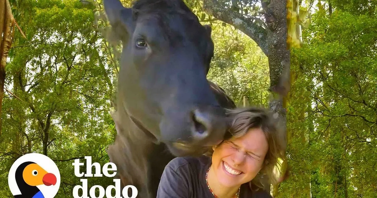 A person is hugging a large black horse in two different settings, one on dirt and one on grass.