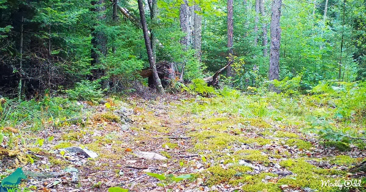 A forest floor covered in moss, leaves, and small plants, with a fallen tree in the background.