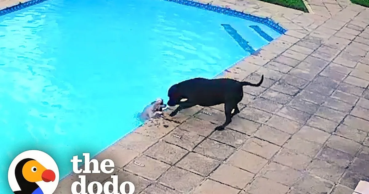 Brave Pittie Recognizes Her Sibling's Distress - Formulates a Rescue Plan