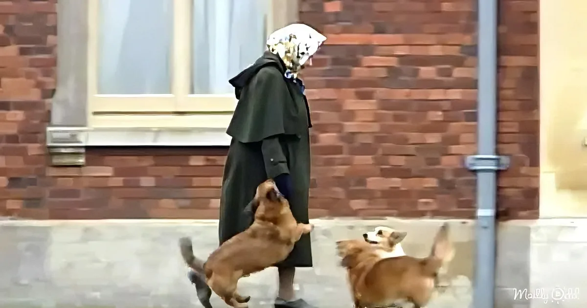 A woman in a green coat and white headscarf stands as two small dogs jump up towards her.