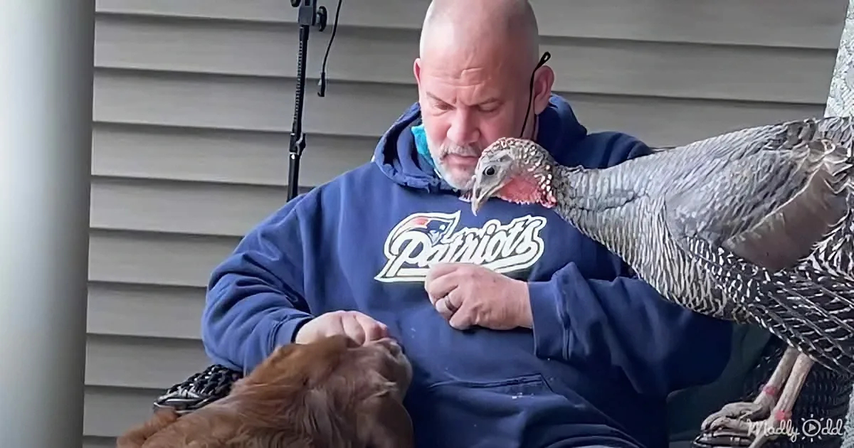 A man in a Patriots hoodie pets a turkey while a dog looks on.
