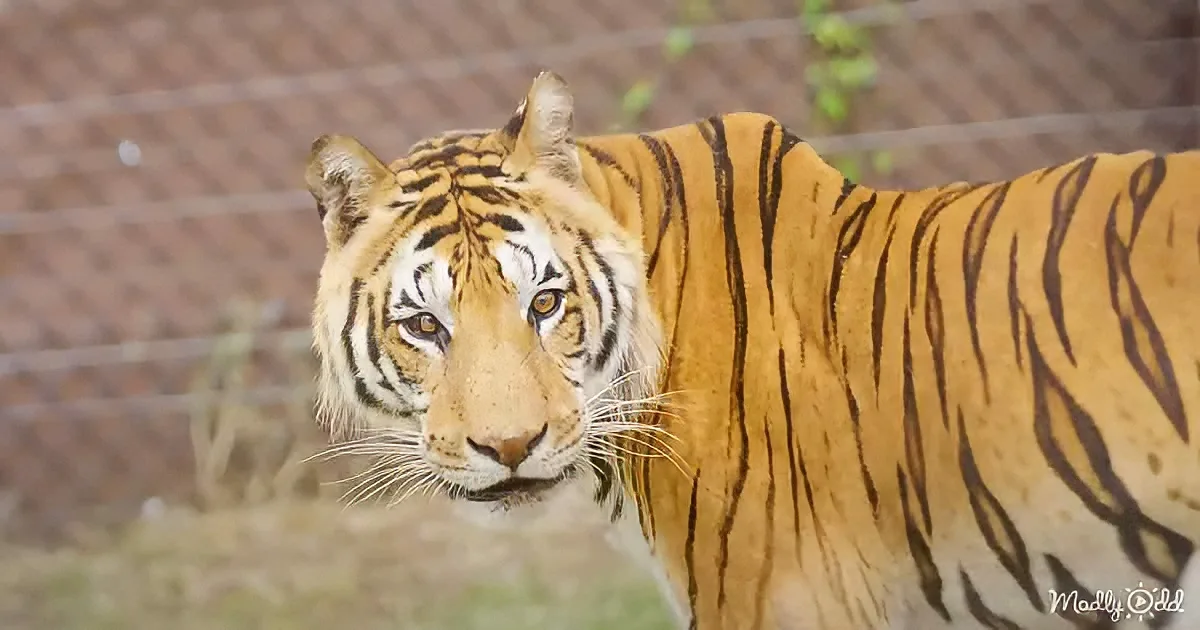 Locked in an Abandoned Train Car for 15 Years, Tigers Finally Taste Freedom
