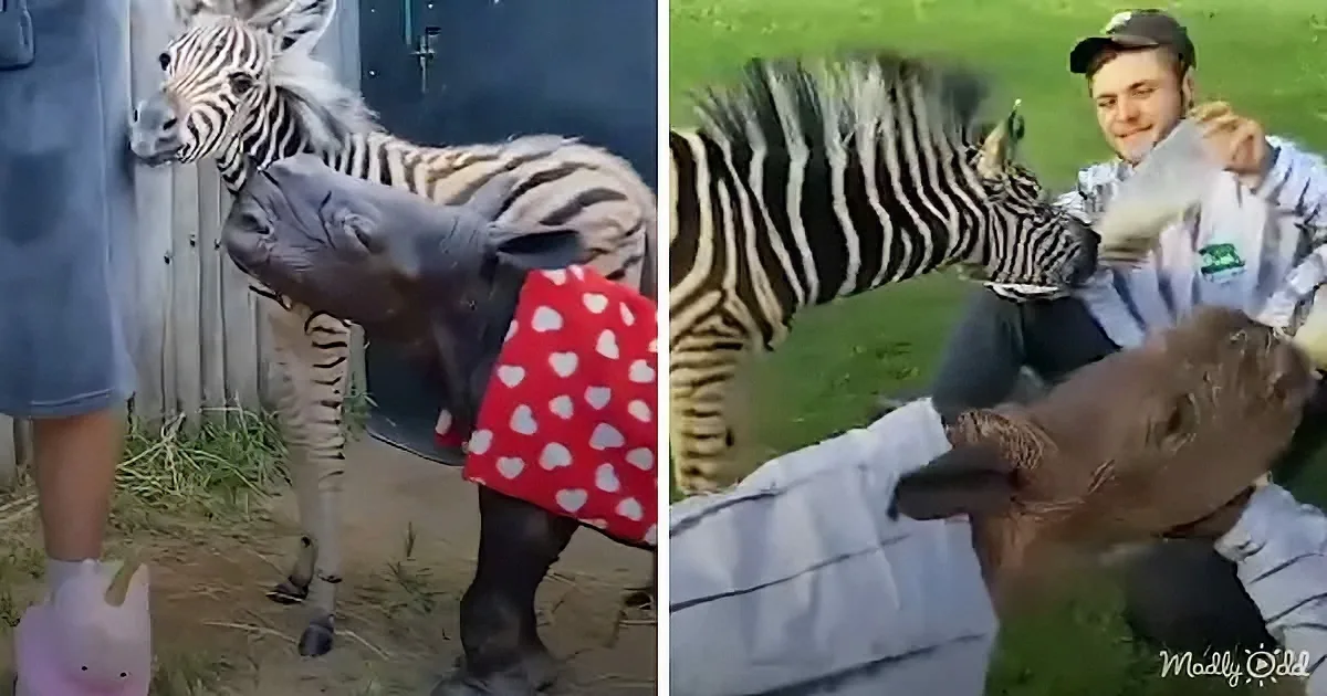 Enthusiastic Zebra Wants to Get 'Mud Spa' Like Her Rhino Sister
