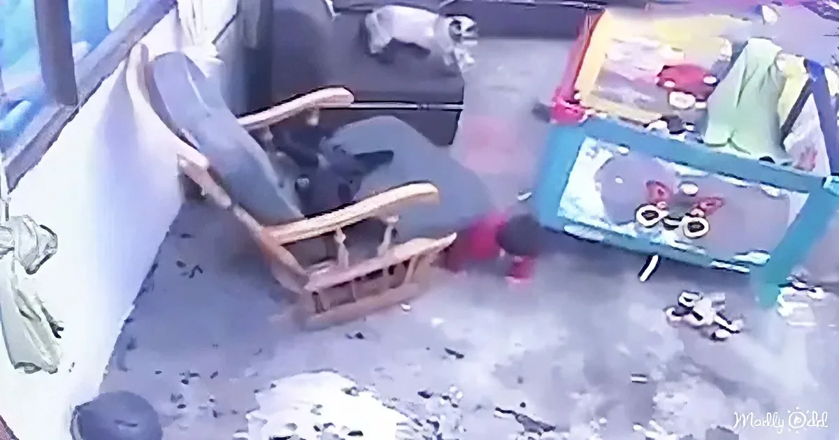 Cat saves baby