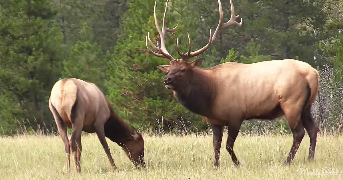 This Is What Elk Rut Season Looks Like