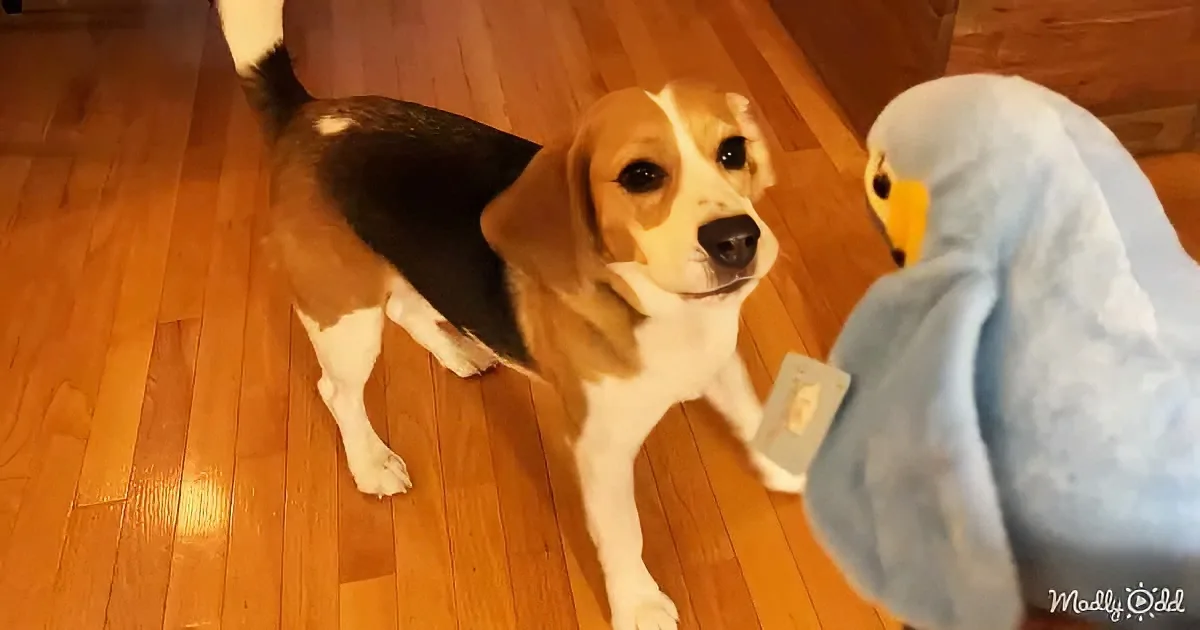 A beagle dog stands on a wooden floor, looking at a blue stuffed toy.