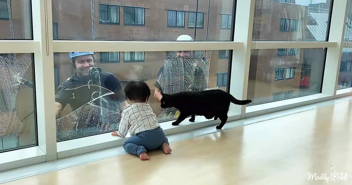 A toddler sits on the floor, looking at a cat and two window cleaners through a large window.