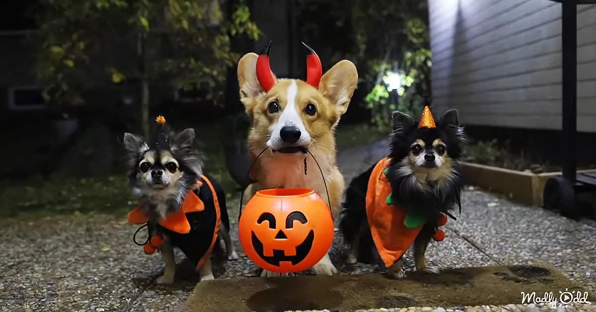 Three dogs in Halloween costumes, one holding a pumpkin bucket, stand outdoors at night.