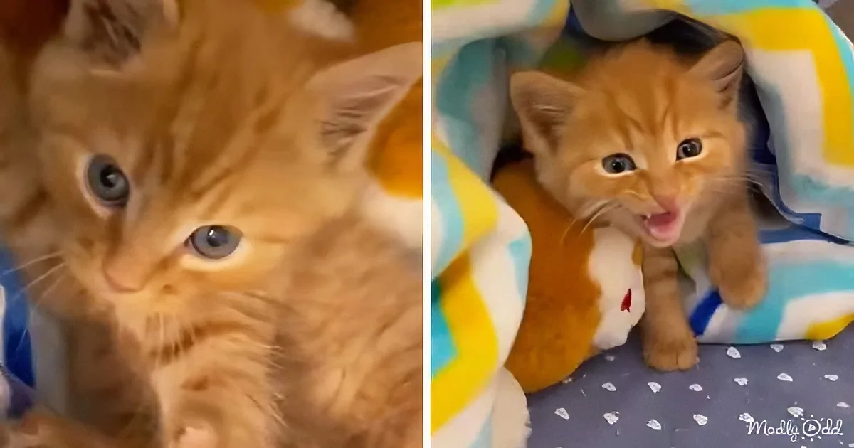 A ginger kitten with striking blue eyes is nestled in a cozy, colorful blanket, looking curious and slightly surprised.