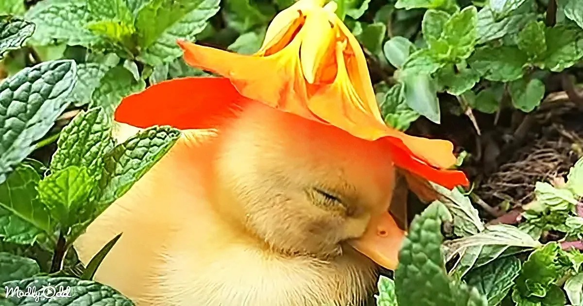 A duckling rests peacefully with a vibrant orange flower perched on its head amidst lush green foliage.