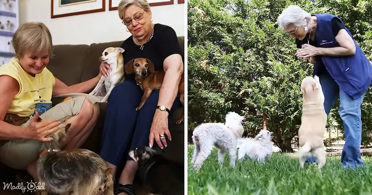 A woman interacts with dogs both indoors and outdoors, showcasing affection and playfulness.
