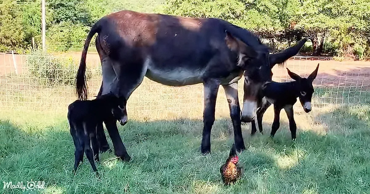 This Pregnant Donkey Gave Birth to Unique Twins; It's a Rare Sight