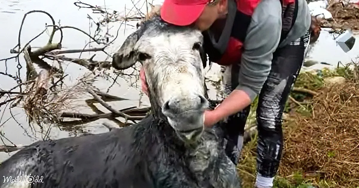 Donkey halfway through rescue operation