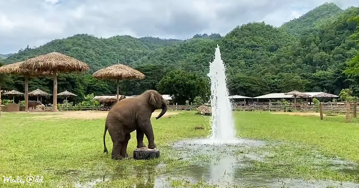Broken Water Pipe Is the Perfect Playground for Baby Elephant