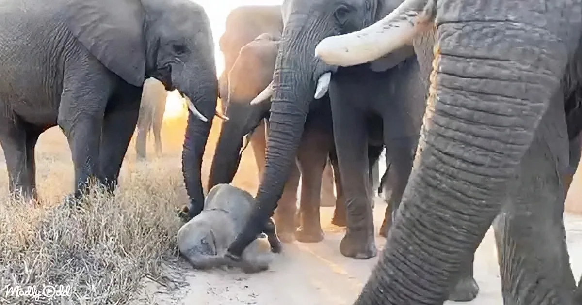 Elephant Herd Stops to Help Baby Who Just Took a Tumble