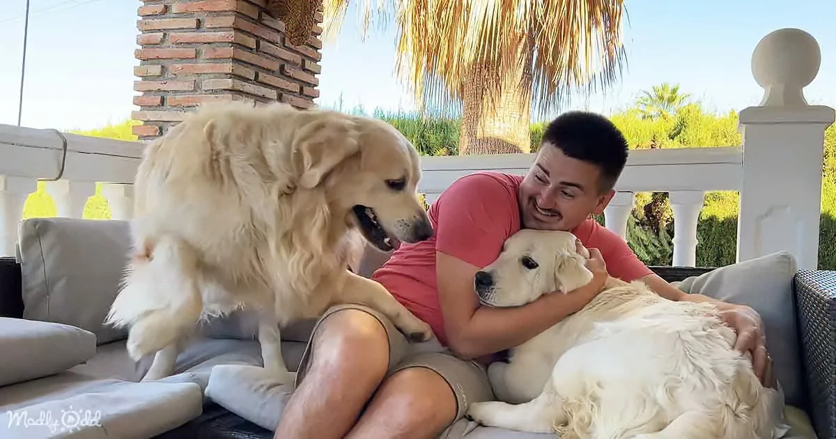 Golden Retriever Is Not Willing to Share Daddy With New Puppy