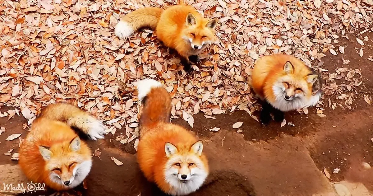 Four foxes in a circle on a leaf-covered ground, looking up.