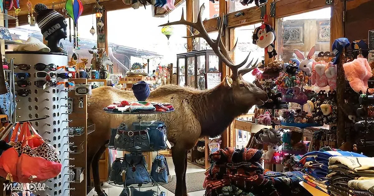 Giant Bull Elk Stops by the Gift Store for Holiday Shopping