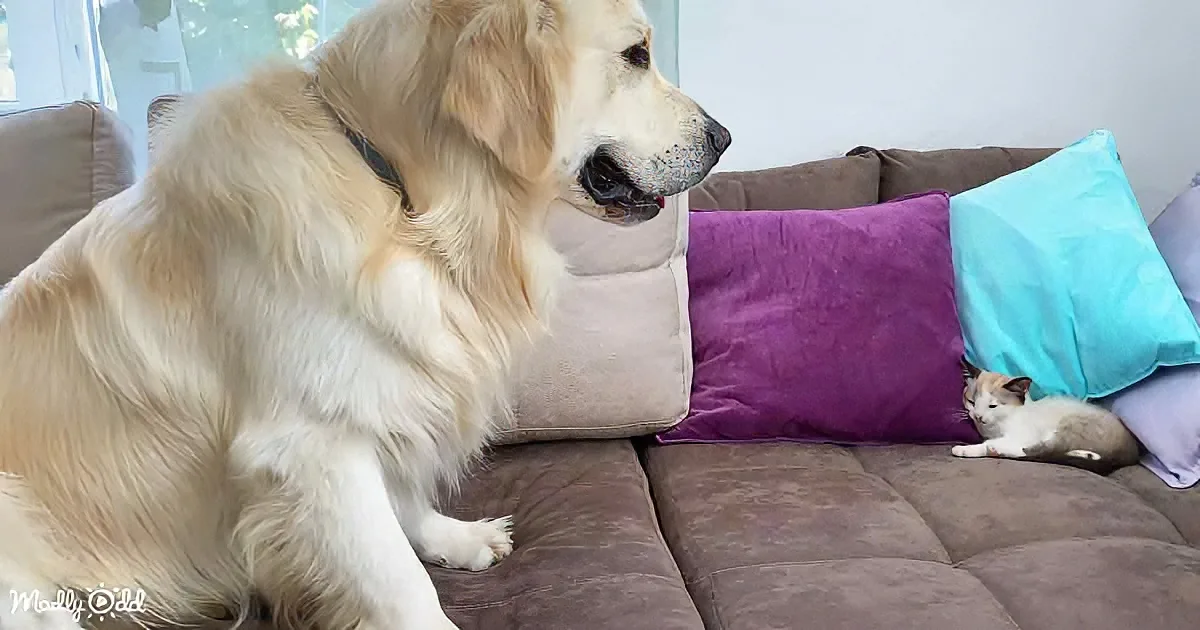 Golden Retriever and kitten