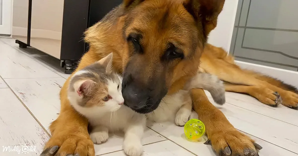 A German Shepherd and a calico kitten rest together on a tiled floor, creating a heartwarming scene.