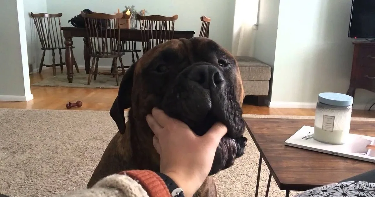 1.5-Year-Old Bullmastiff Steals Hearts With His Talkative Personality