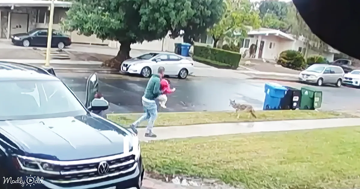 A man runs with a child as a coyote approaches on a suburban street.