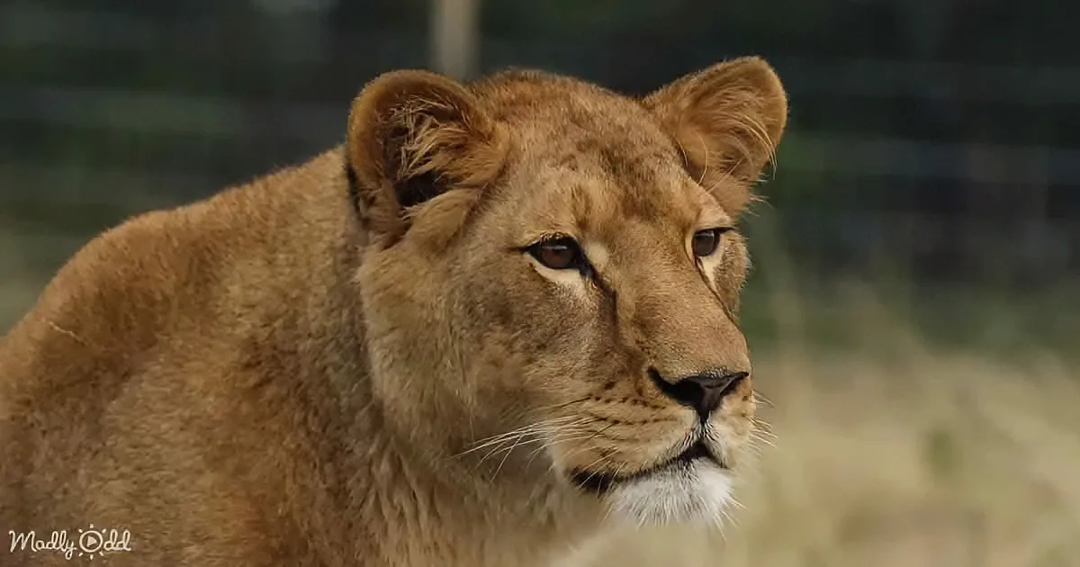 A lioness with a light brown coat and alert ears is gazing to the right.