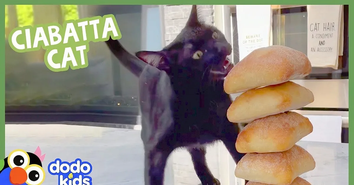 A black cat is playfully interacting with a loaf of bread, holding it with its paws.