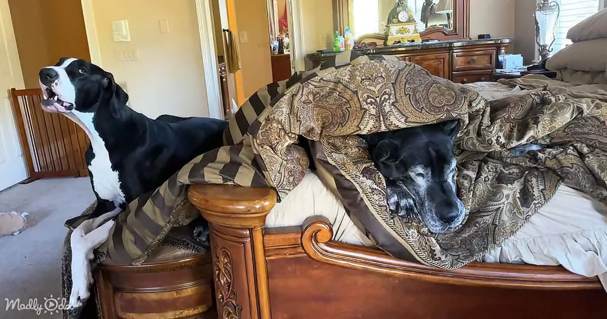 Two large black-and-white dogs, one sitting and one sleeping under a blanket, on a bed in a cozy room.