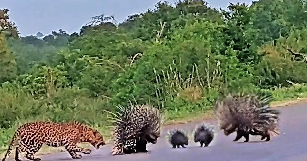 A leopard confronts two porcupines on a road, with dense greenery in the background.