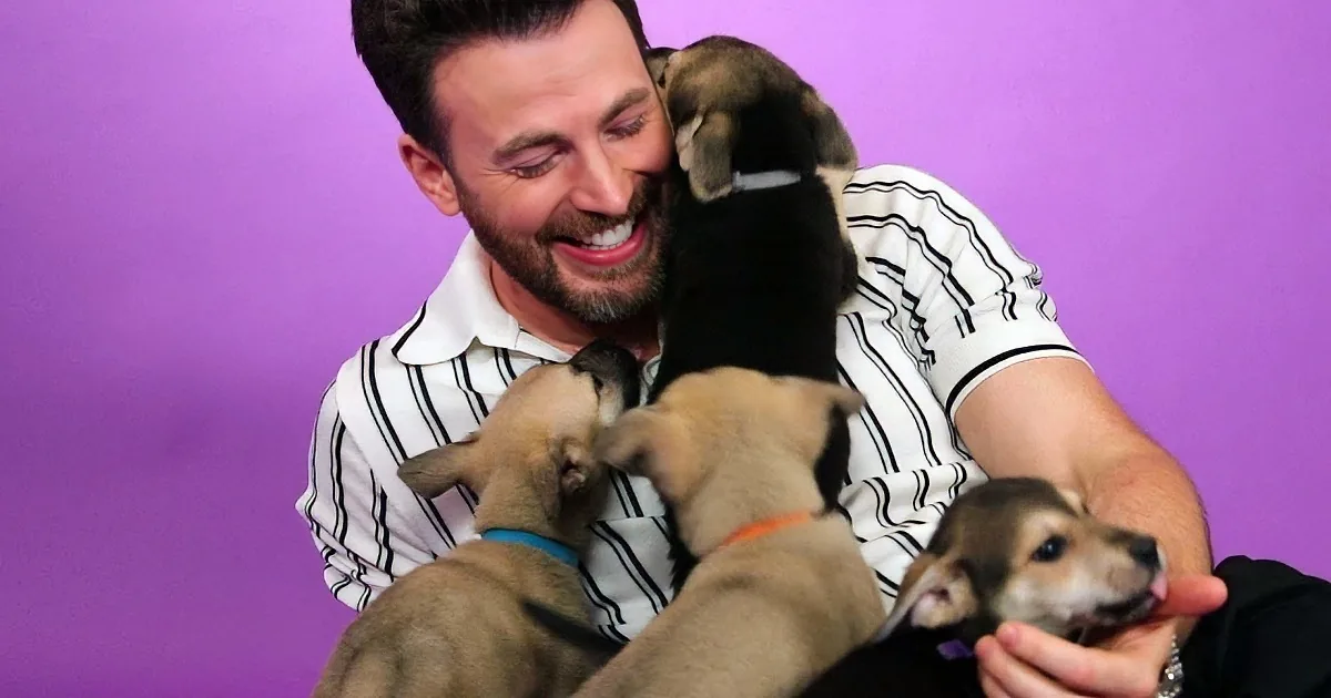 A man in a striped shirt is playfully interacting with several puppies against a purple background.