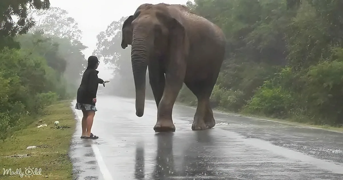A person stands on a wet road, facing an elephant walking towards them in a lush, green forest.