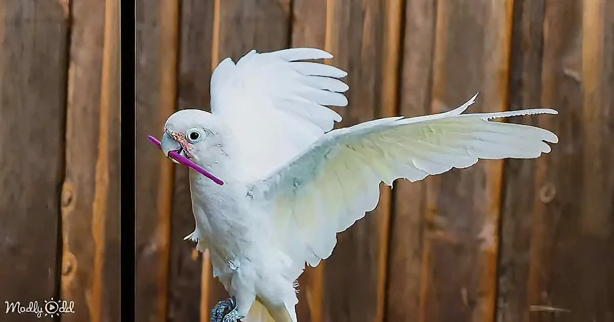 Cockatoos' Ability to Use Tools Will Leave You Speechless