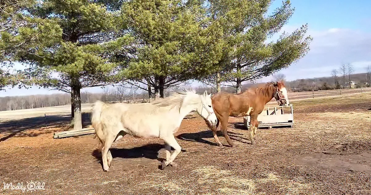 Two horses, one white and one brown, are playfully interacting under a tree in a rural setting.